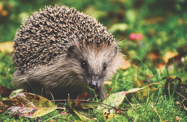 Bovis Homes supports Hedgehog Awareness Week by launching exciting competition